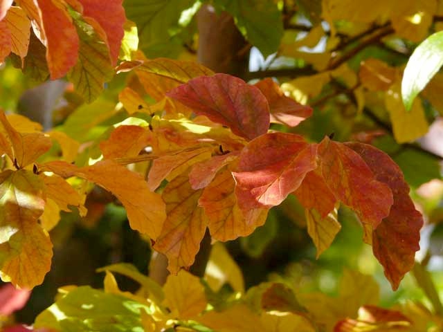 Herbstbunt