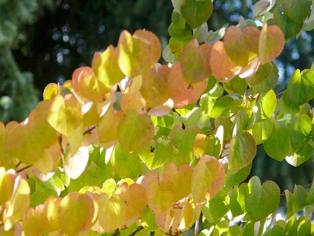 Pastellfarbig